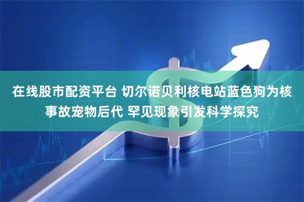 在线股市配资平台 切尔诺贝利核电站蓝色狗为核事故宠物后代 罕见现象引发科学探究